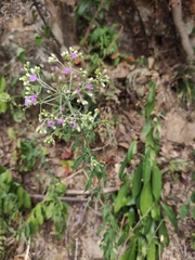 Cyanthillium cinereum