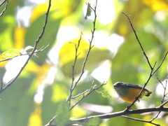 Dicaeum trigonostigma