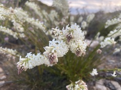 Stackhousia