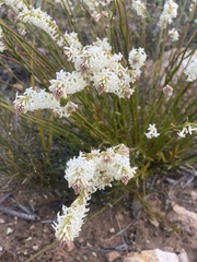 Stackhousia