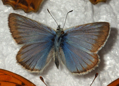 Polyommatus damon
