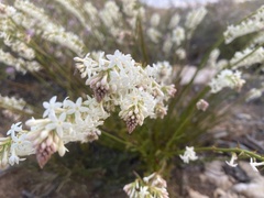 Stackhousia