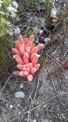 Hyobanche
