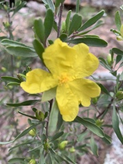 Hibbertia obtusifolia