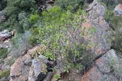 Pteronia fasciculata