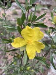 Hibbertia obtusifolia