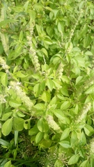 Ocimum americanum americanum