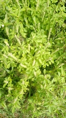 Ocimum americanum americanum