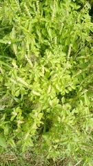 Ocimum americanum americanum