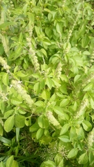 Ocimum americanum americanum