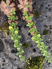 Thymus praecox britannicus
