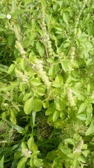 Ocimum americanum americanum
