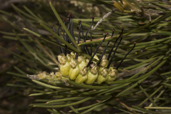 Grevillea hookeriana
