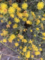 Acacia pravifolia