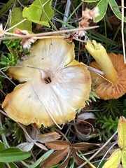 Hygrocybe quieta