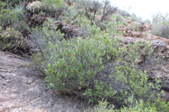 Olea europaea
