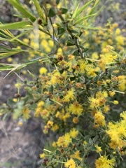 Acacia pravifolia