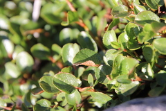 Salix herbacea