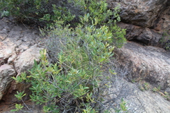 Olea europaea