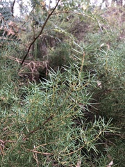 Persoonia juniperina
