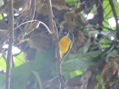 Dicaeum trigonostigma