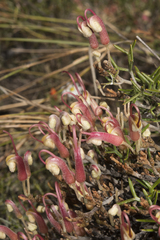 Grevillea asparagoides