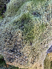 Racomitrium lanuginosum