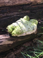 Laetiporus portentosus