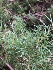 Persoonia juniperina