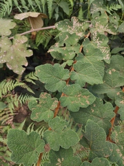 Actinidia