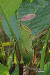 Nepenthes mirabilis