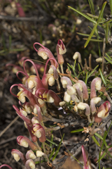 Grevillea asparagoides