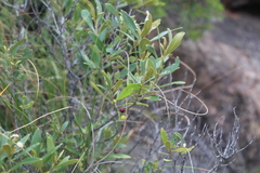 Olea europaea