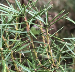 Persoonia juniperina