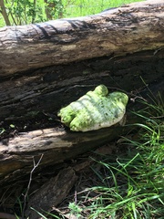 Laetiporus portentosus