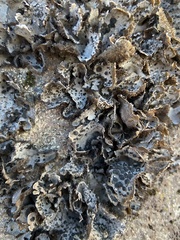 Peltigera leucophlebia