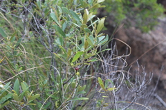 Olea europaea