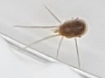 Trombidiformes