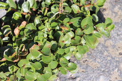 Salix herbacea