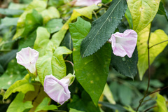 Calystegia sepium spectabilis