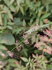 Oplismenus compositus