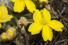 Goodenia convexa