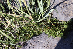 Salix herbacea