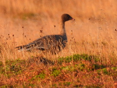 Anser brachyrhynchus