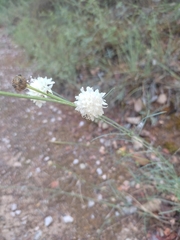 Cephalaria leucantha