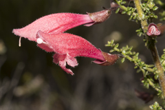Prostanthera