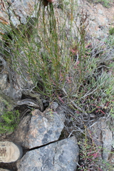 Restio sieberi