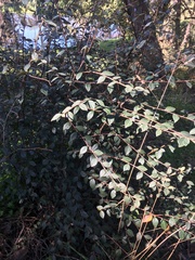Cotoneaster simonsii
