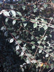 Cotoneaster simonsii