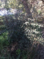 Cotoneaster simonsii